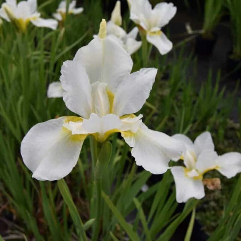 Iris sibirica 'White swirl' ---